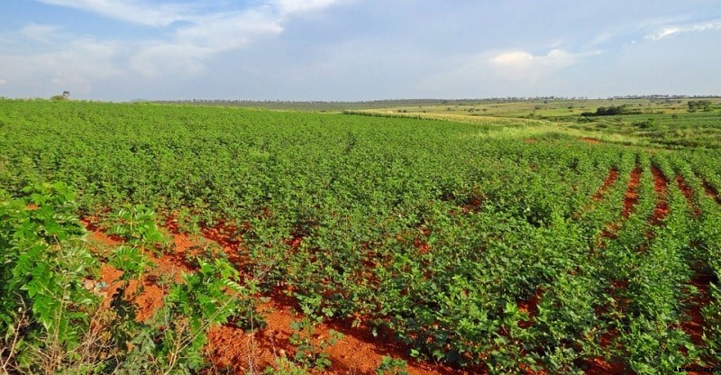 Most Profitable Crops; High Profit Cash Crops In India