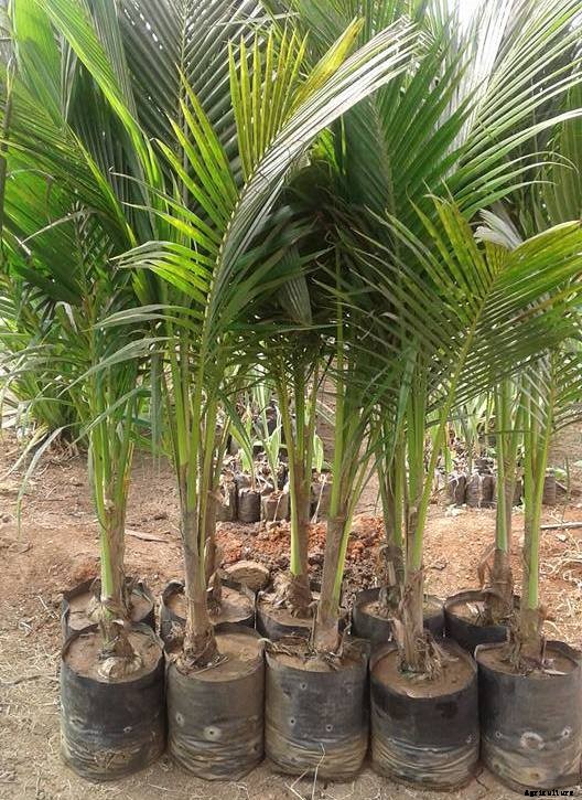 Hybrid Coconut Cultivation; Yield; Varieties for Profit