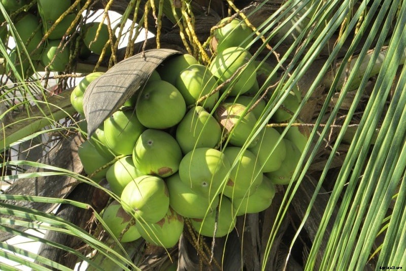 Hybrid Coconut Cultivation; Yield; Varieties for Profit