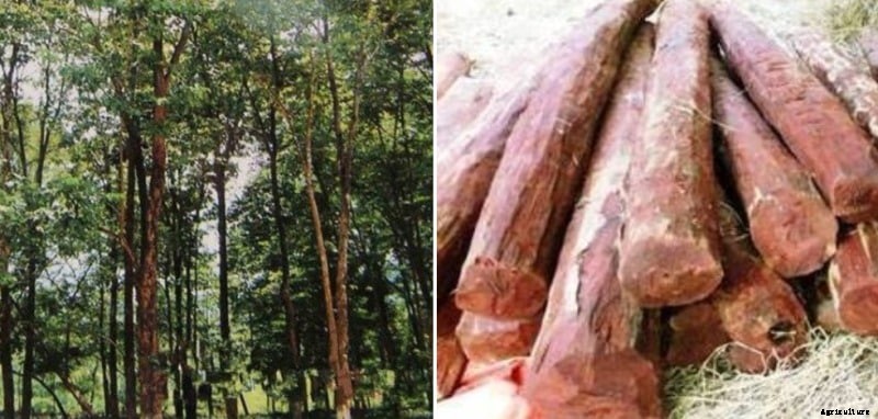 Red Sandalwood Plantation; Profit; Yield – A Full Guide