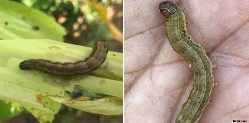 Fall Armyworm Control Methods and Symptoms