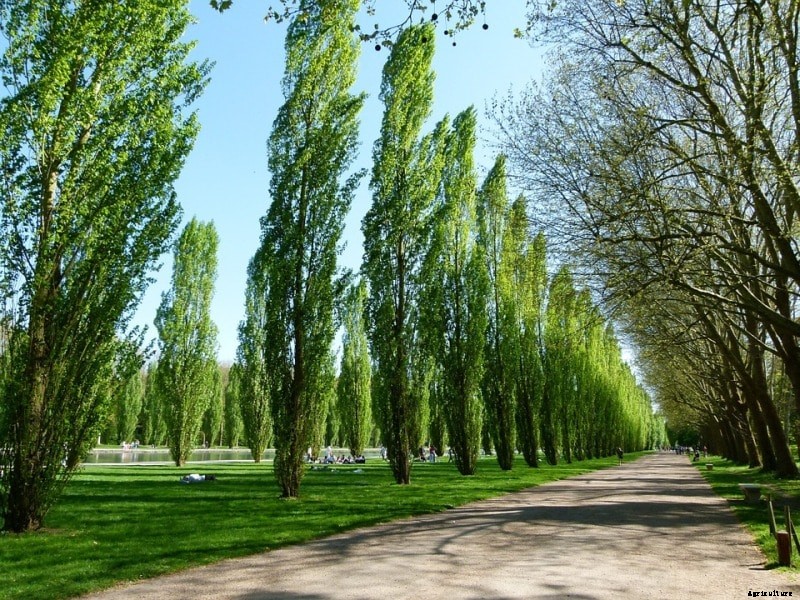 Poplar Tree Plantation; Spacing; Harvesting; Yield; Profits