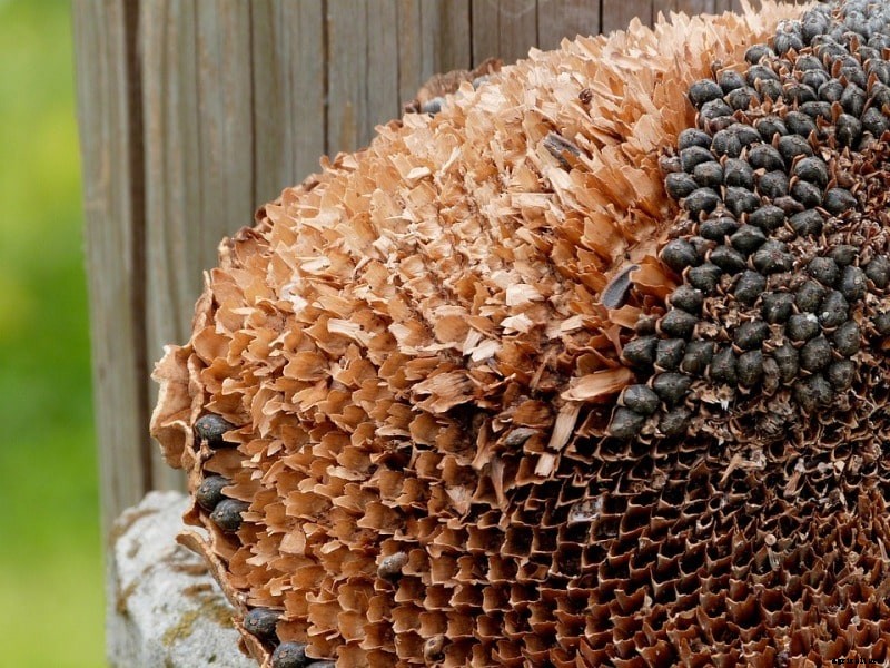 Sunflower Oil Extraction Process, Methods – A  Full Guide