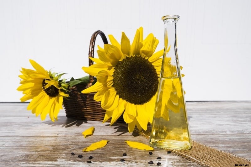 Sunflower Oil Extraction Process, Methods – A  Full Guide