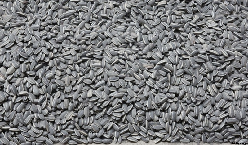 Sunflower Oil Extraction Process, Methods – A  Full Guide