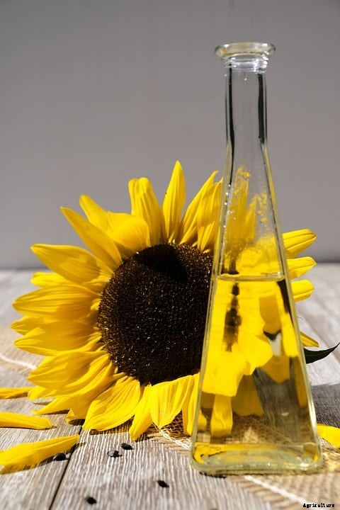 Sunflower Oil Extraction Process, Methods – A  Full Guide