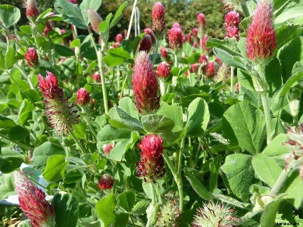 Green Leaf Manuring Advantages; Making; Cultivation