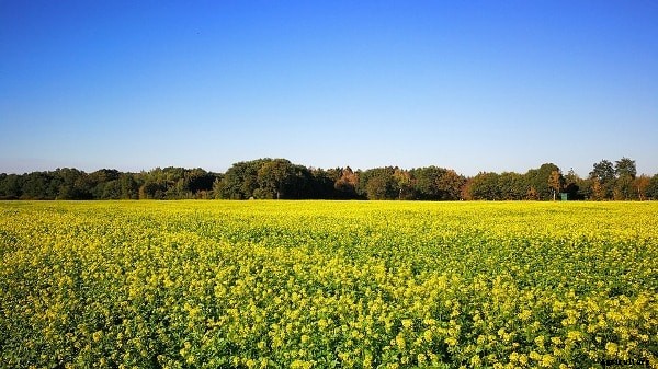 Green Leaf Manuring Advantages; Making; Cultivation