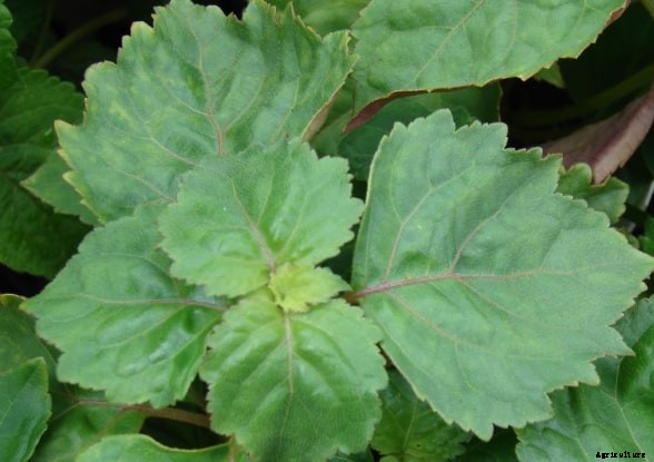 Patchouli Oil Extraction Methods, Process, Techniques