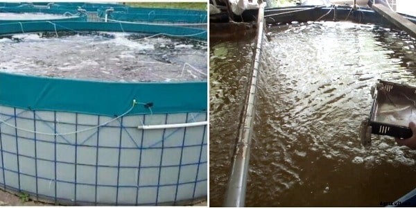Biofloc Fish Farming Advantages; Training in India