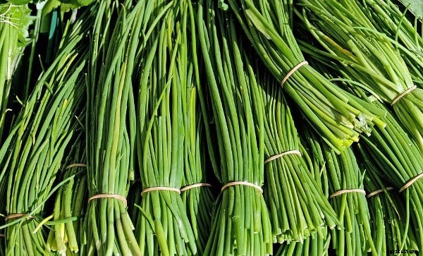 Chives Cultivation, Farming Practices Guide