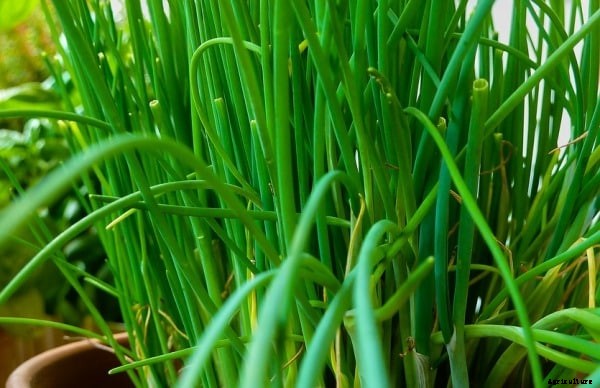 Chives Cultivation, Farming Practices Guide