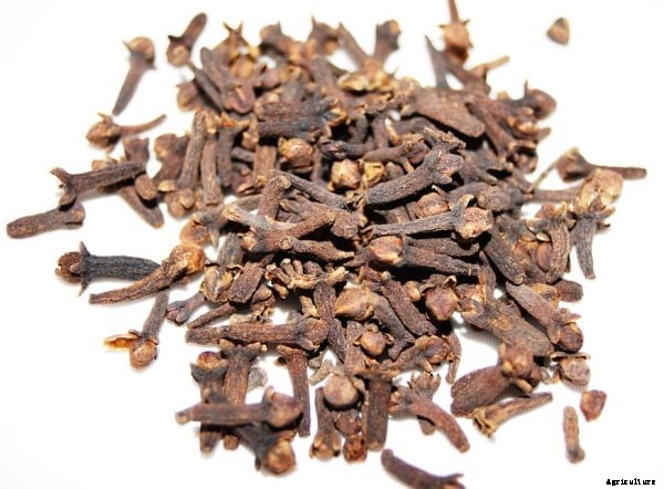 Clove Oil Extraction Methods, Process Guide
