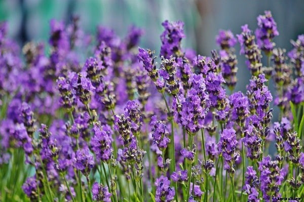 Lavender Oil Extraction Process, Methods, Techniques