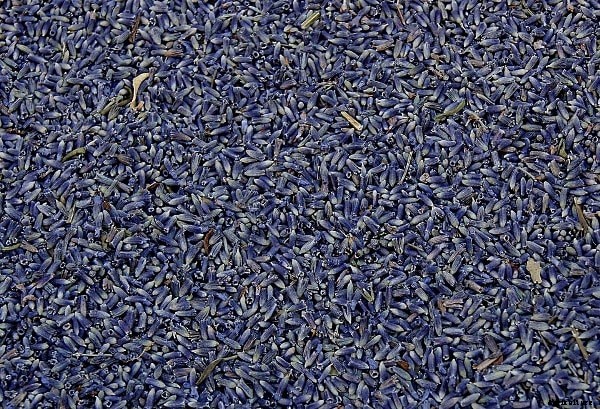 Lavender Oil Extraction Process, Methods, Techniques