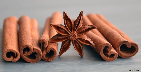 Cinnamon Leaf Oil Extraction Process, Techniques
