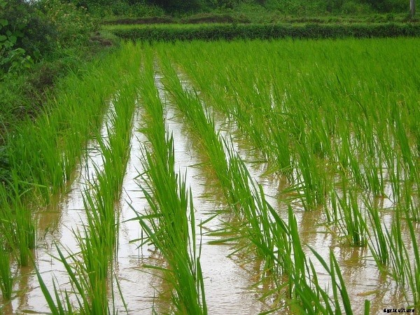 Weekend Farming, Weekend Agriculture Guide