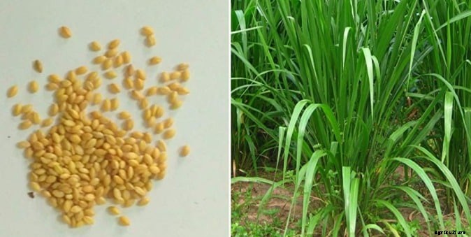 Guinea Grass Cultivation, Production Practices