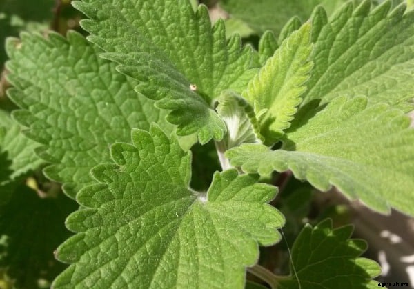 Catnip Oil Extraction Methods, Process, Techniques