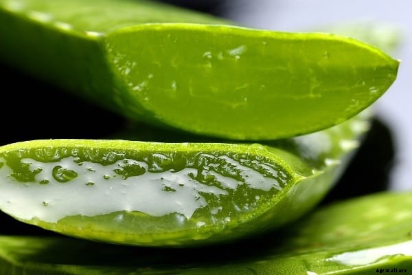 Aloe Vera Juice Extraction Process, Methods