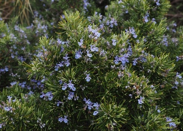 Rosemary Oil Extraction Methods, Process, Techniques