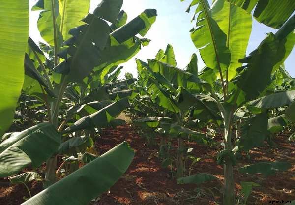 Pre-Planting Tasks; Post-Planting Tasks in Agriculture