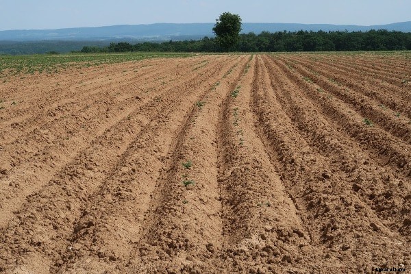Soil Sterilization Techniques, Ideas, Tips