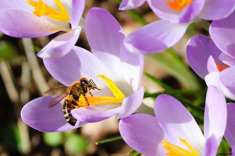 Bee Pollination Importance, Steps, and Guide