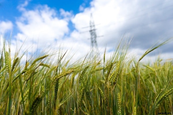 Best Practices of Organic Farming for High Yield