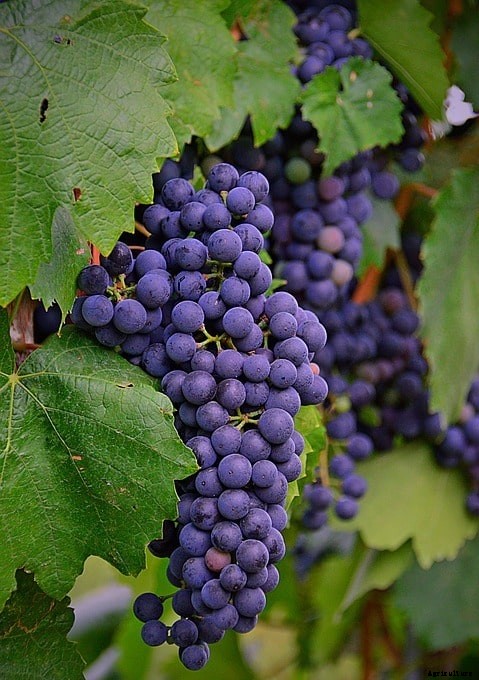 Best Practices of Organic Farming for High Yield