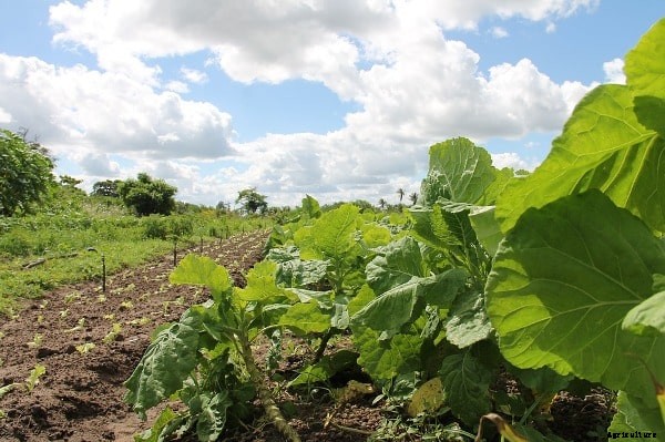 Horticulture Training Center; Institutes In India