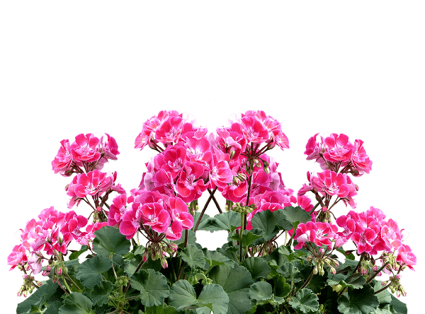 Geranium Oil Extraction Process; Methods; Uses