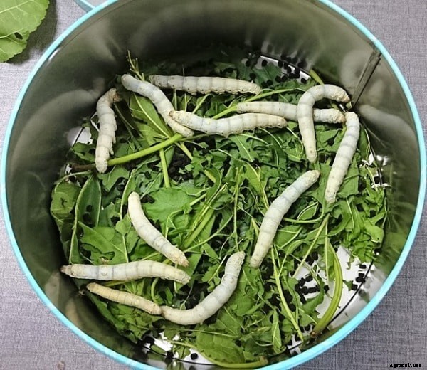 Sericulture Training; Silkworm Farming Training
