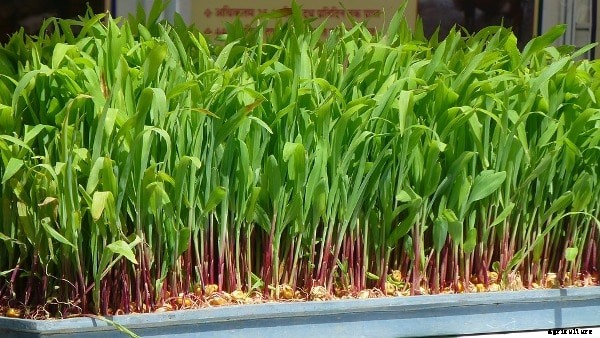 Hydroponic Training Centers, Institutes In India