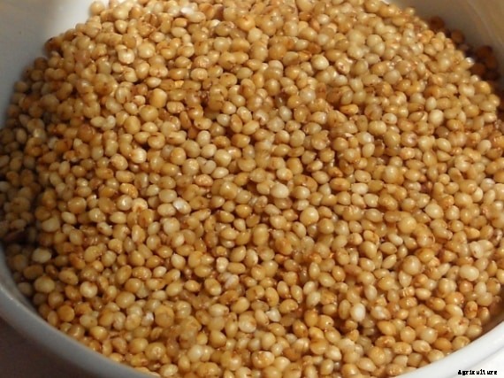 Kodo Millet Farming; Cultivation Practices