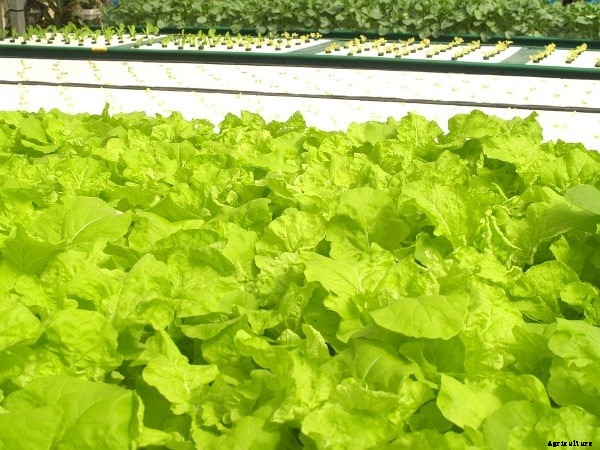 Hydroponic Training Centers, Institutes In India