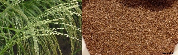 Teff Grain Farming; Cultivation Practices