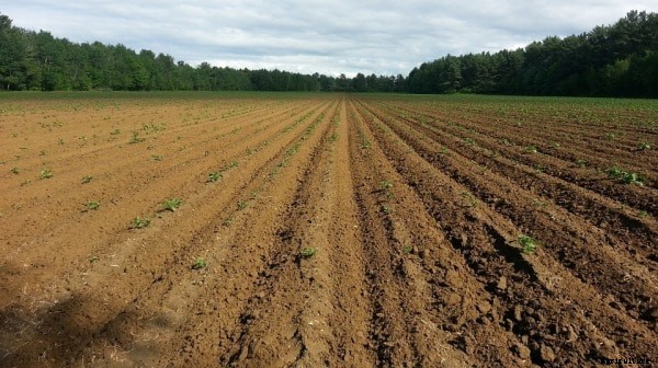 Seed Sowing Methods, Types of Sowing in Agriculture