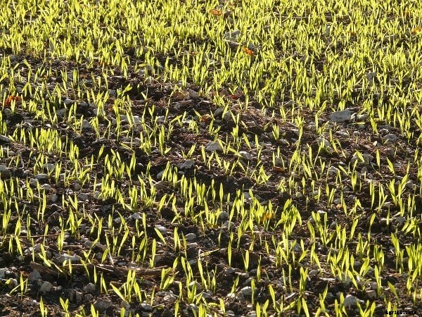 Seed Sowing Methods, Types of Sowing in Agriculture