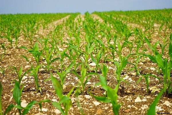 Seed Sowing Methods, Types of Sowing in Agriculture