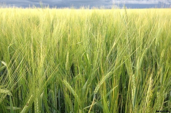 Crop Rotation Advantages; Benefits in Agriculture