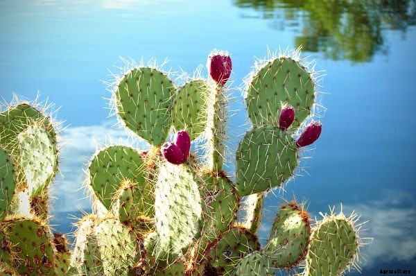 Cactus Farming, Cultivation Practices of Cactus