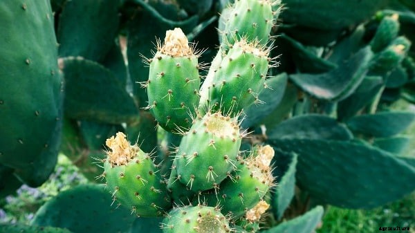 Cactus Farming, Cultivation Practices of Cactus