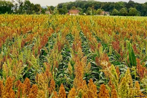 Millets Farming; Millets Cultivation Practices