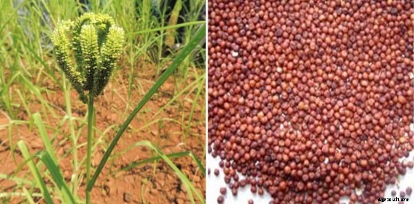 Millets Farming; Millets Cultivation Practices