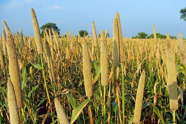 Millets Farming; Millets Cultivation Practices