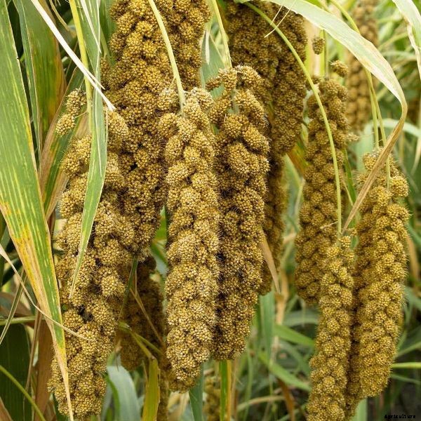 Millets Farming; Millets Cultivation Practices