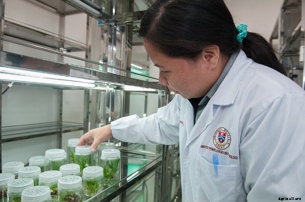 Tissue Culture Techniques; Process; Setup Loan