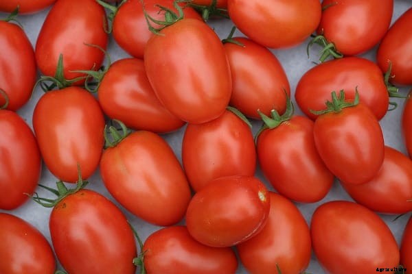 How to Grow Roma Tomatoes In Pots, Balcony, Backyards
