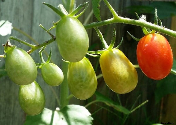How to Grow Roma Tomatoes In Pots, Balcony, Backyards